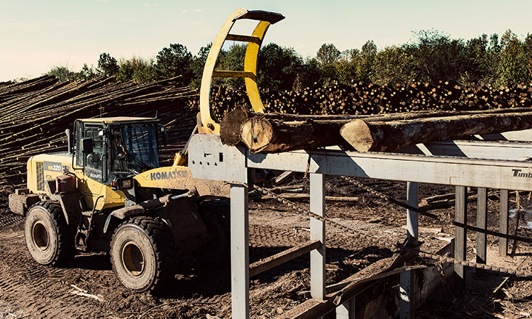 Stacking felled trees